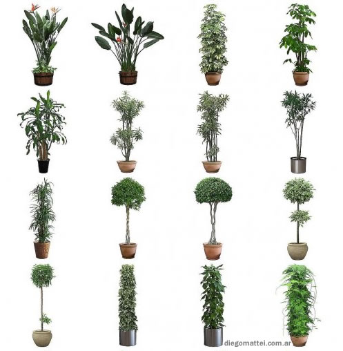 plantas