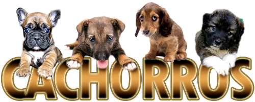 cachorros